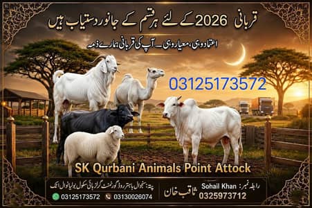 Cows/bulls/camels/qurbani animalsanimals 03125173572