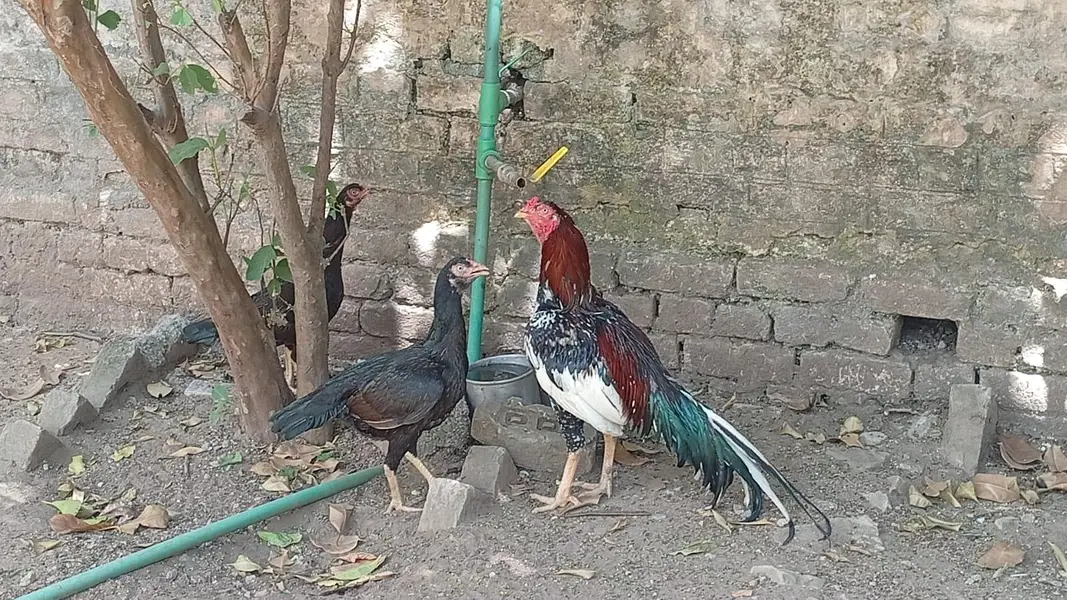 Laraka Murga Chicks — photo 7