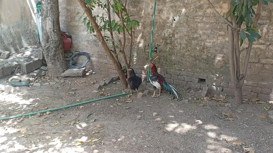 Laraka Murga Chicks — photo 8