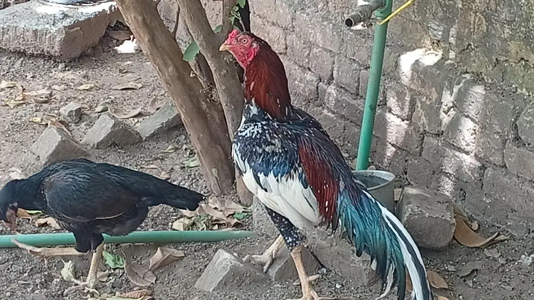 Laraka Murga Chicks — photo 9