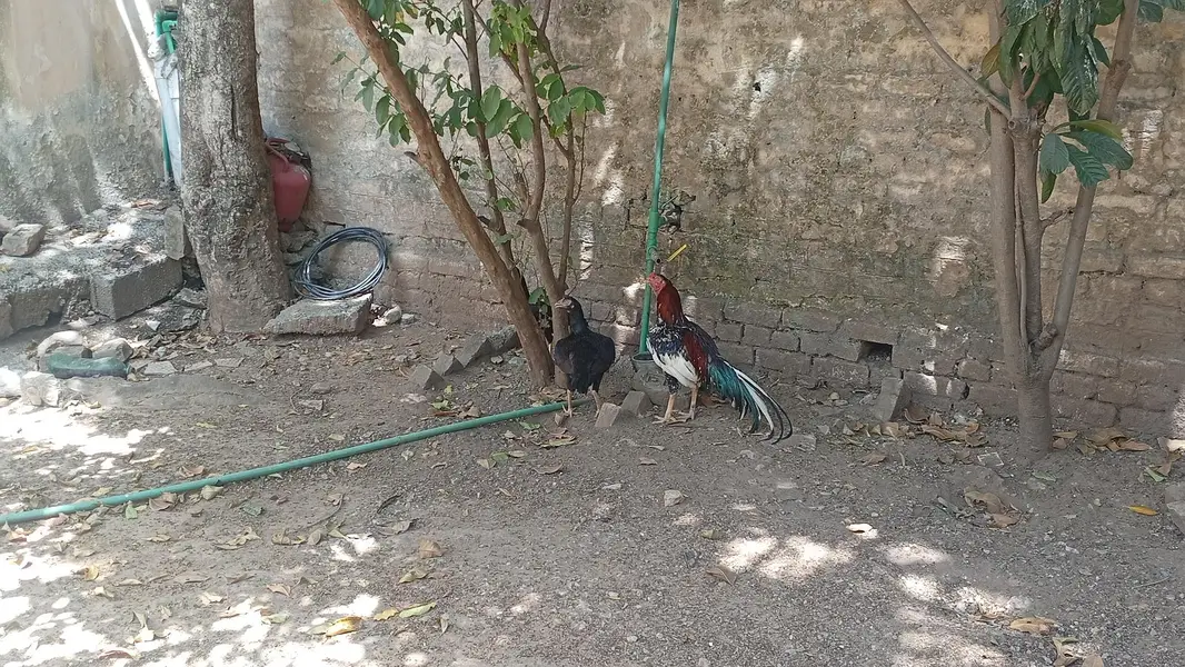 Laraka Murga Chicks — photo 11