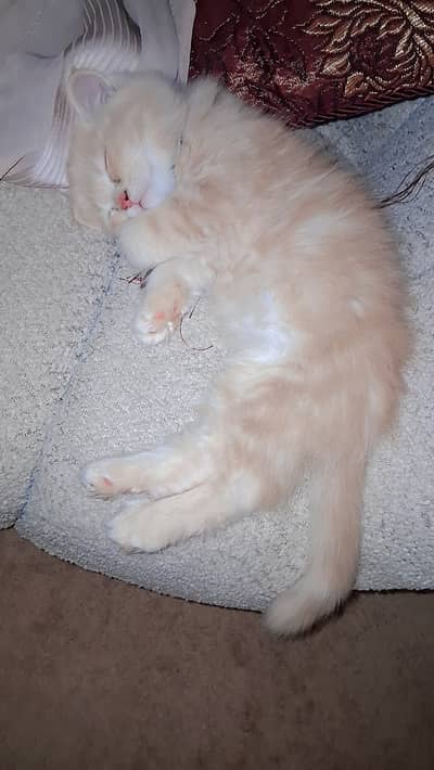 Persian 3 months Kitten