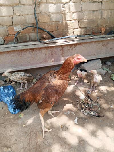 pure aseel hen with 4 chicks