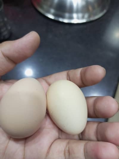 one male and female two set