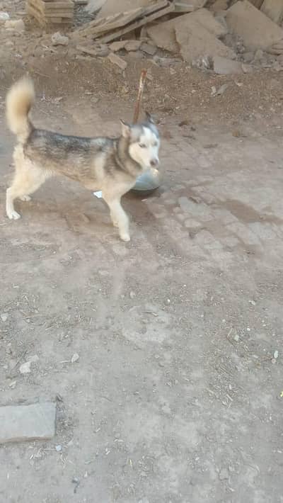 hasky male 5 month age