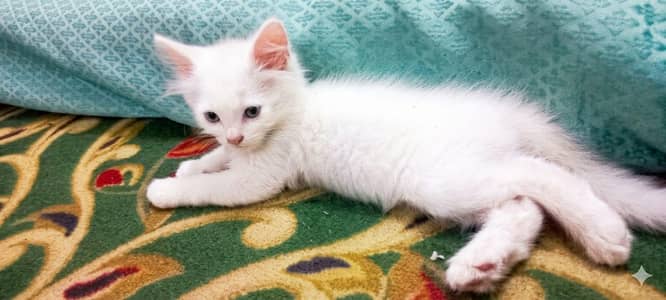 White Persian Male Kitten | Grey Eyes | Fluffy Coat | 2 Months