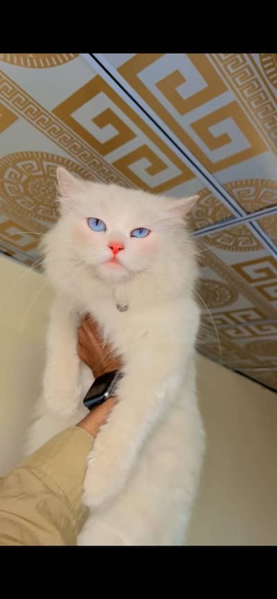 Name : Snowball