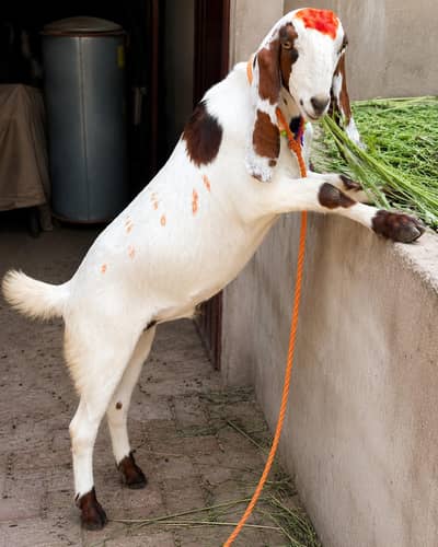 bakra sale ha bhai jis ko chahiye is number per rabta Karein 030651286