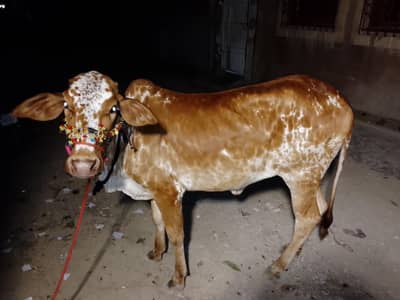 Qasai for Qurbani