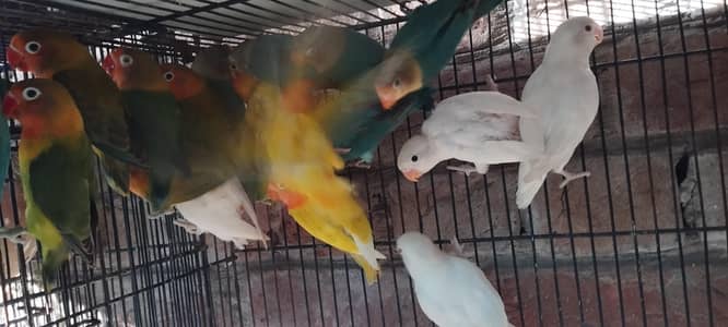 love bird