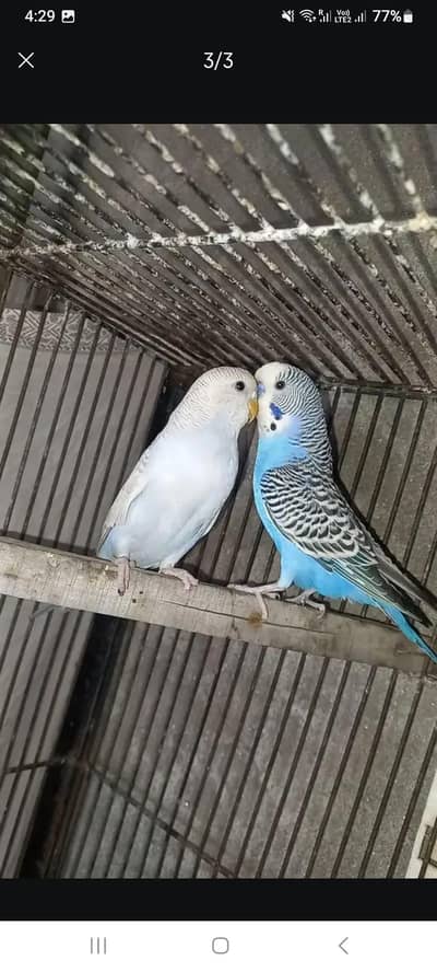 Buddgies breeder pair for sale