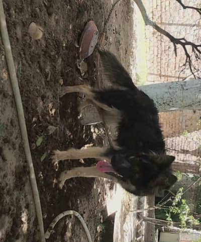 dog for sale ha for Whatsapp ok 03019574122