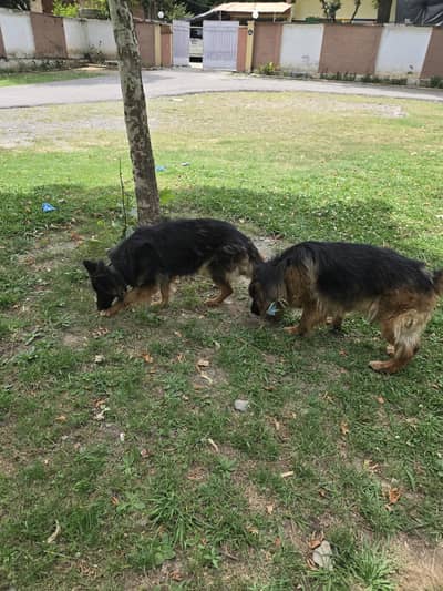 pair German Shepherd