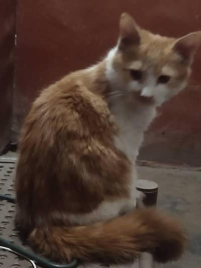 cat for sale