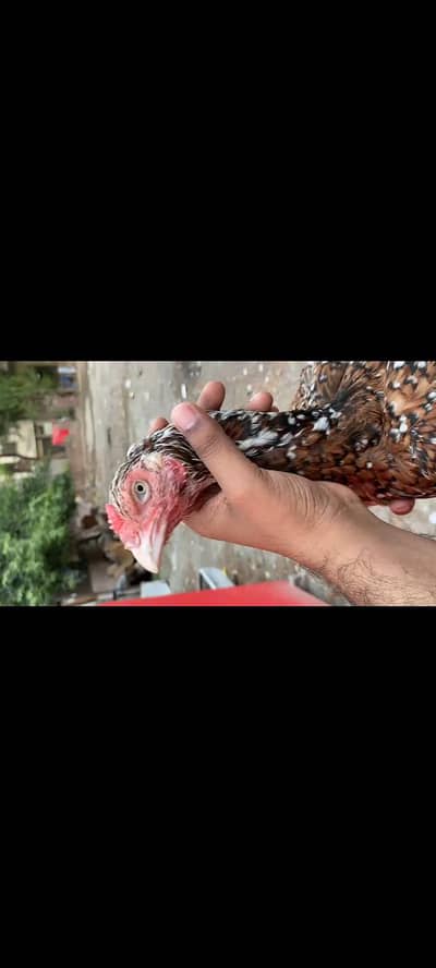 Aseel Rampuri Hight Quality madi