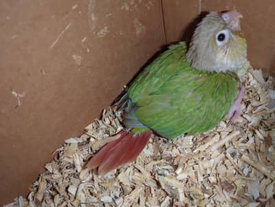 pineapple conure chick