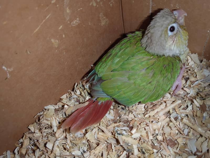 pineapple conure chick 1