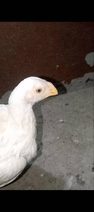 Parrot beak Aseel