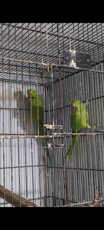 Ringencj Breeder pair with chicks