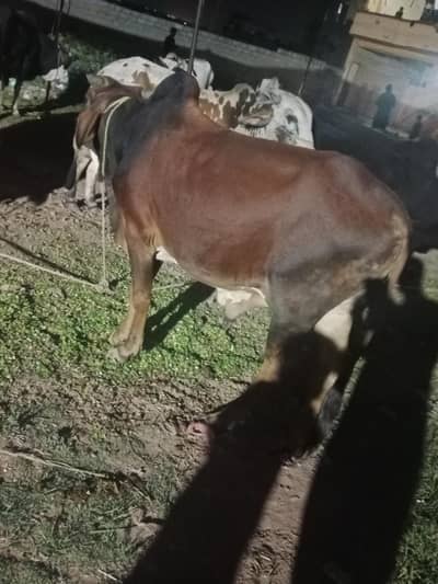 professional butcher available