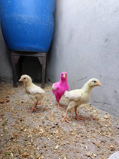 colorful chicks
