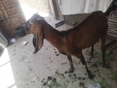 Nagri bakri 1st timer sath 2bachy male and female