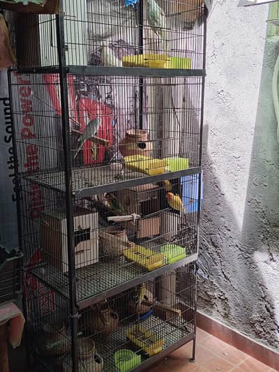 birds for sale