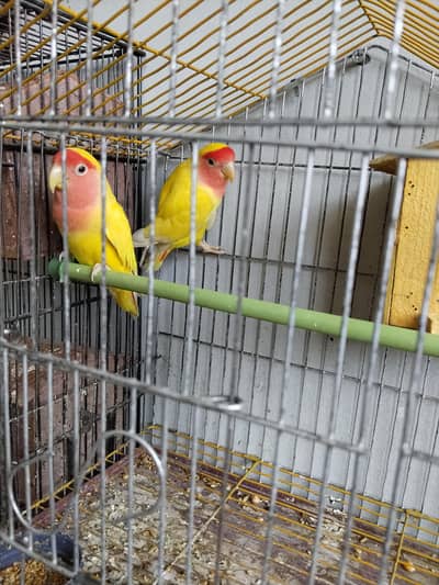 Common Latino Pair