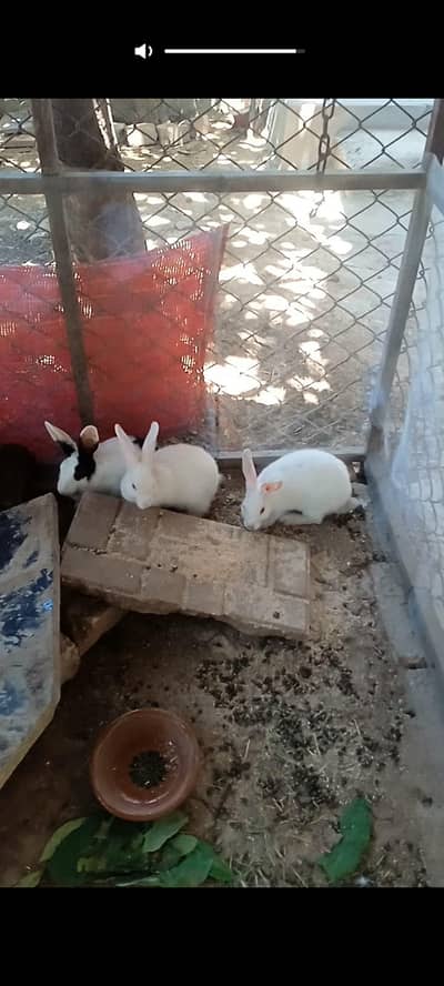 2 rabbit pair for sale