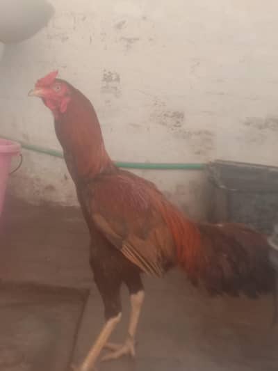 red aseel murga and black aseel murgi