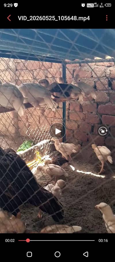 Paper white heera aseel chicks/highquality heeraaseel chicks/pureaseel