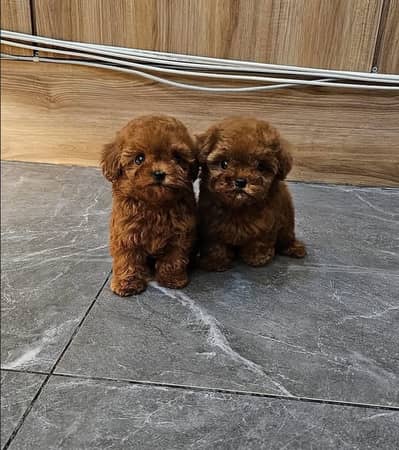 French Toy Poodle pups pedigreed with passport available for import