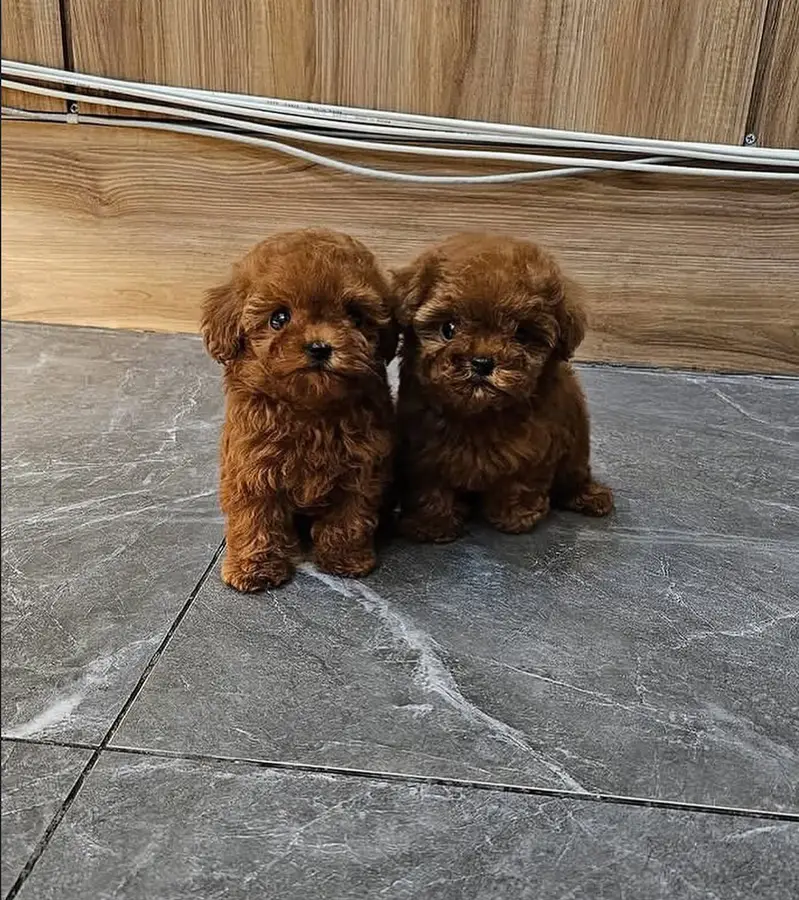 French Toy Poodle pups pedigreed with passport available for import