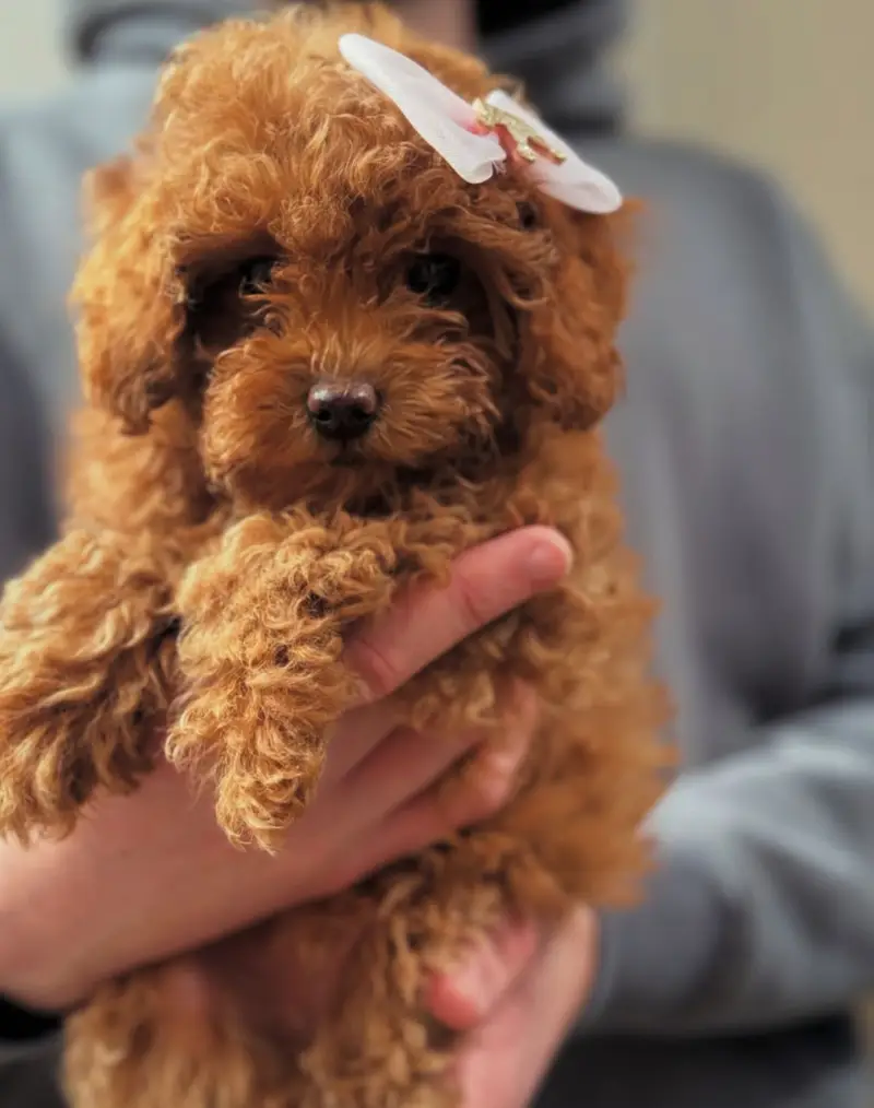 French Toy Poodle pups pedigreed with passport available for import — photo 2