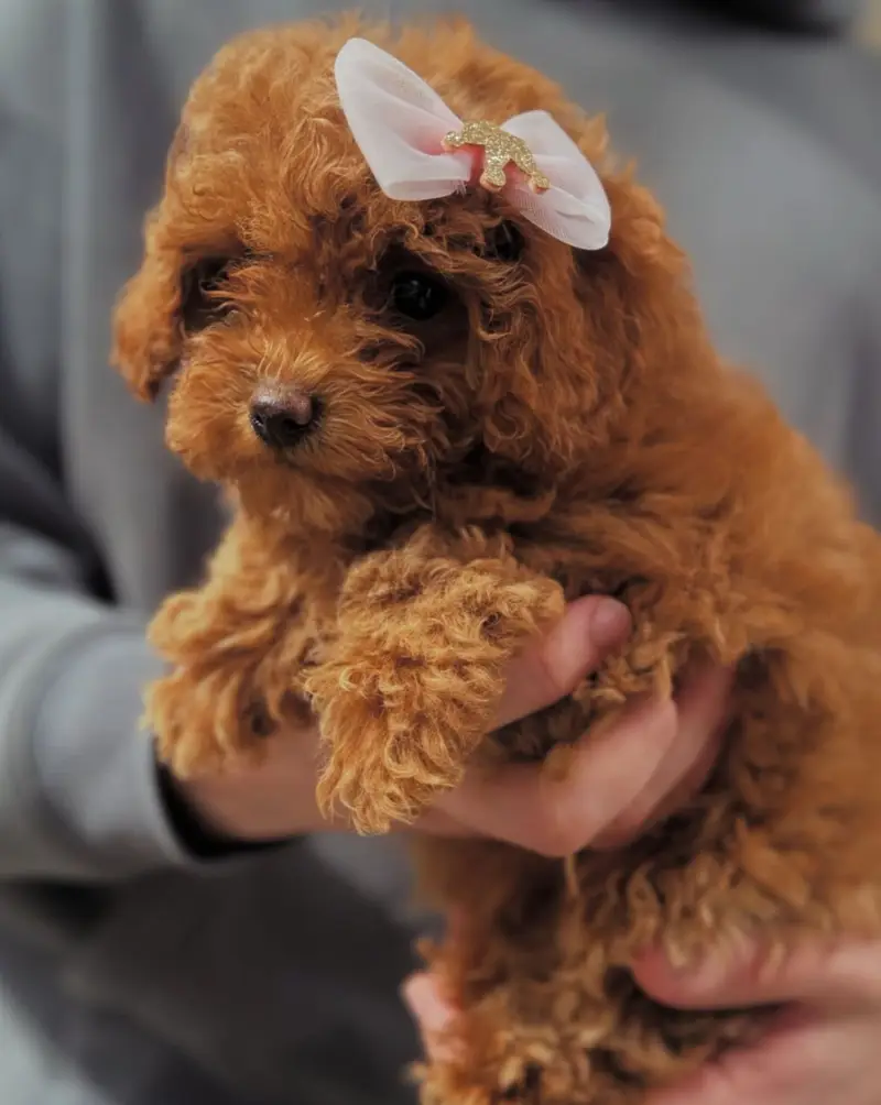 French Toy Poodle pups pedigreed with passport available for import — photo 3