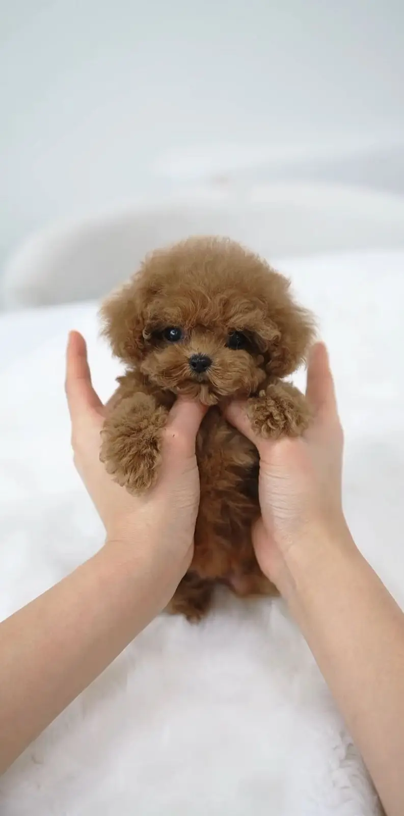 French Toy Poodle pups pedigreed with passport available for import — photo 4