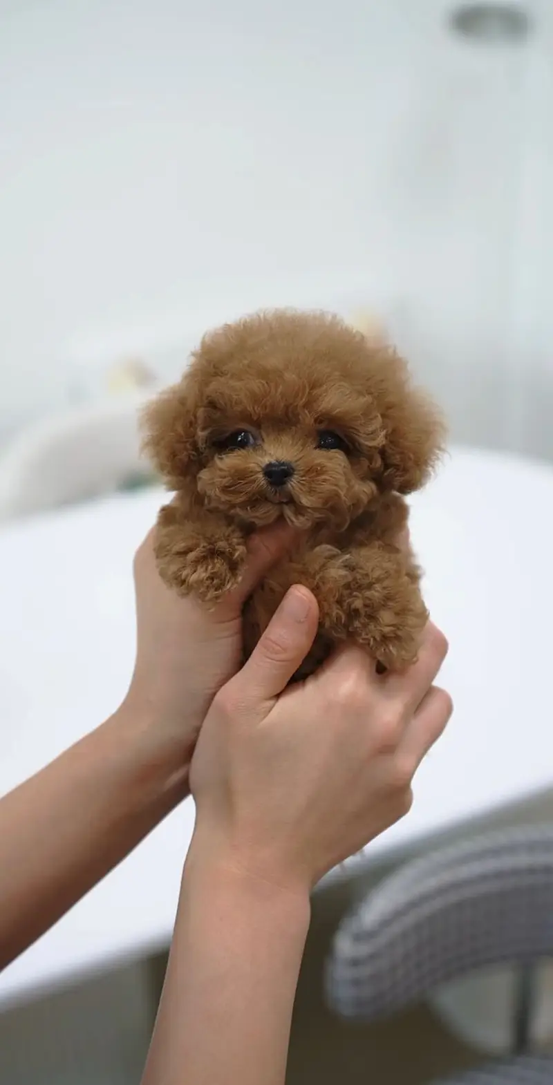 French Toy Poodle pups pedigreed with passport available for import — photo 5