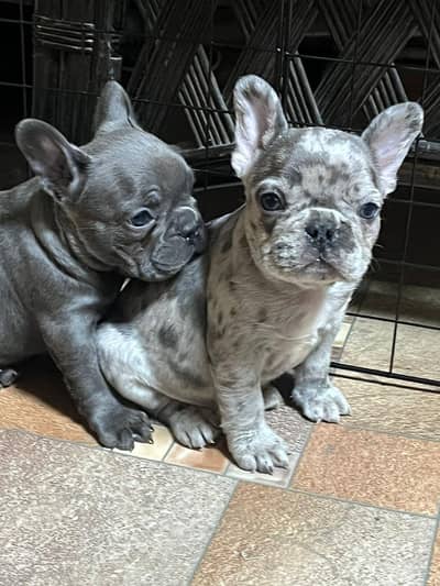 French Bulldog Pups Pedigreed Microchipped Available for import