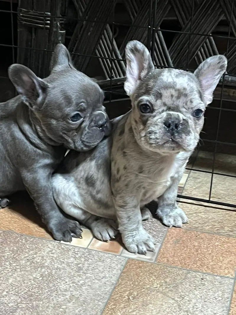 French Bulldog Pups Pedigreed Microchipped Available for import