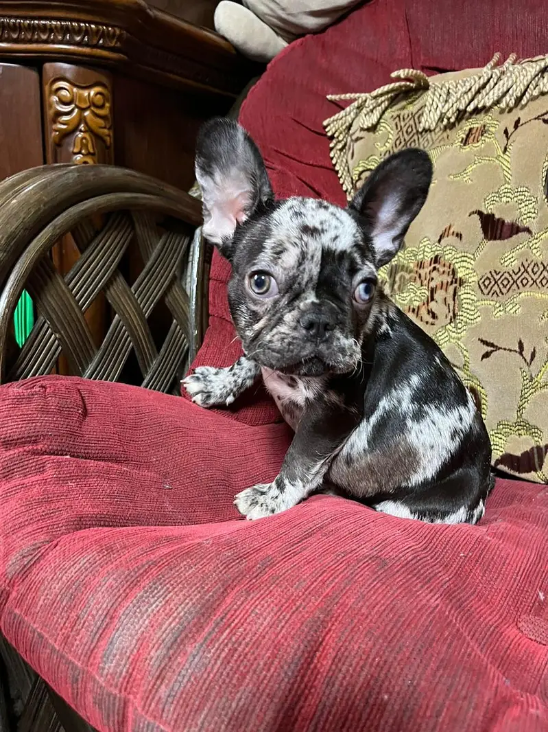 French Bulldog Pups Pedigreed Microchipped Available for import — photo 2