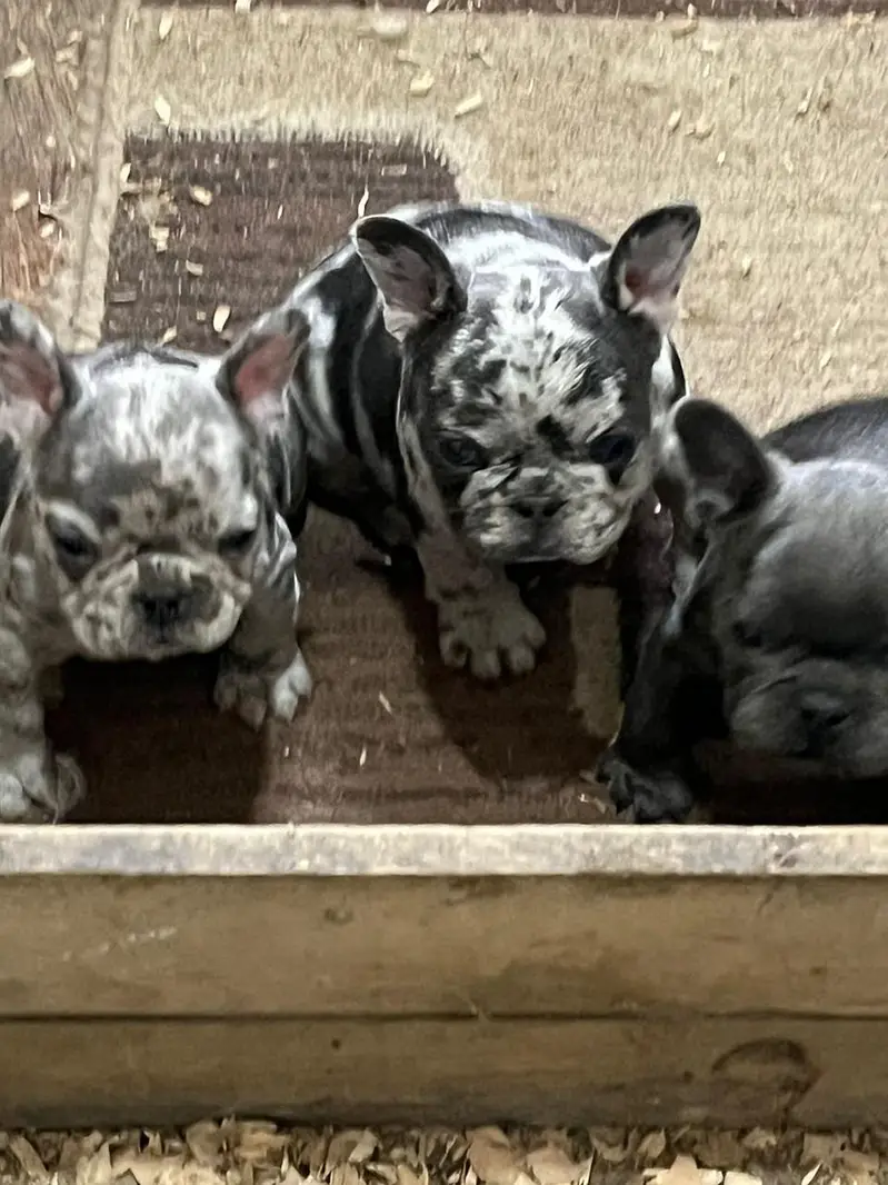 French Bulldog Pups Pedigreed Microchipped Available for import — photo 3