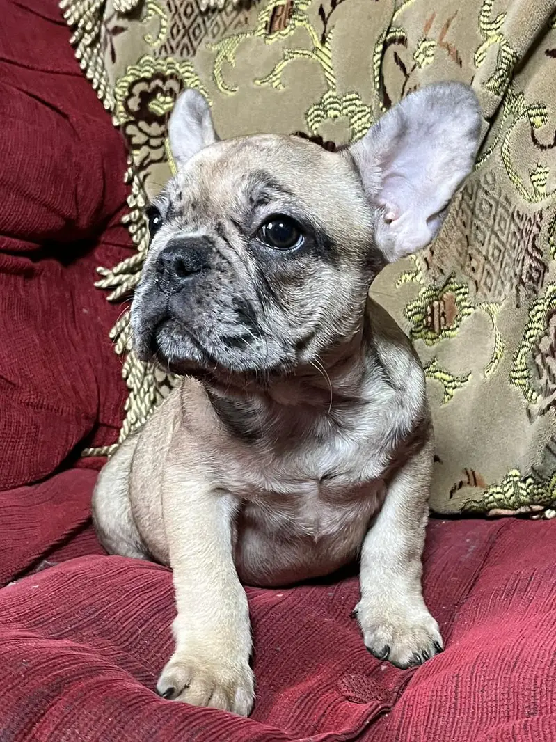 French Bulldog Pups Pedigreed Microchipped Available for import — photo 4