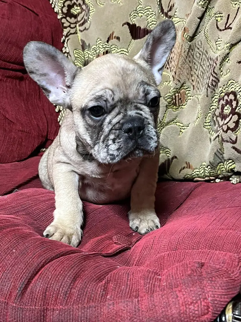 French Bulldog Pups Pedigreed Microchipped Available for import — photo 5