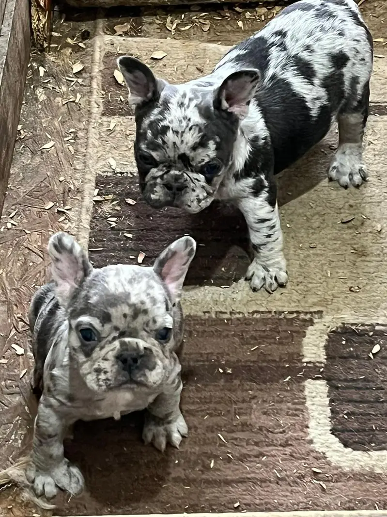 French Bulldog Pups Pedigreed Microchipped Available for import — photo 6