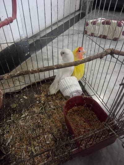 friendly parrots for sale