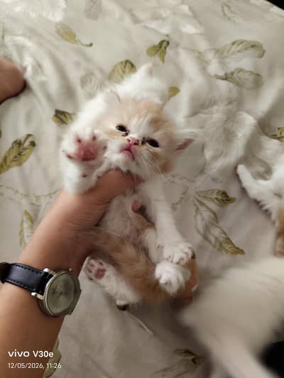 kittens for sale