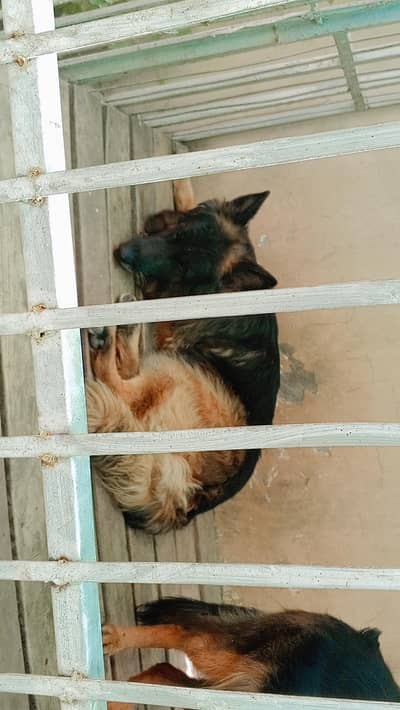 breeder dog Hy powerde