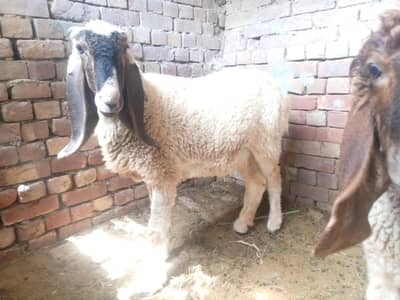 for sale qurbani ke liye bed