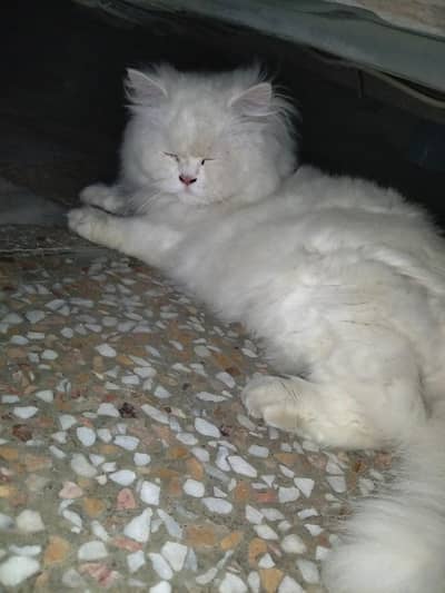 male cat for sale