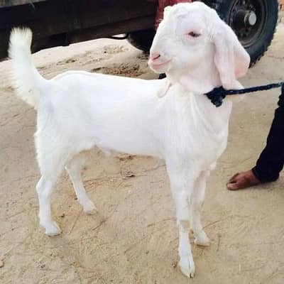 Rajanpuri female 6 month